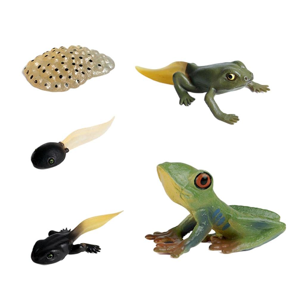 Almencla Frog Life Cycle Toy - Educational Biology Science Kit for Kids - Learn Animal Growth Stages - Perfect for Classroom, Homeschool & STEM Learning Activities