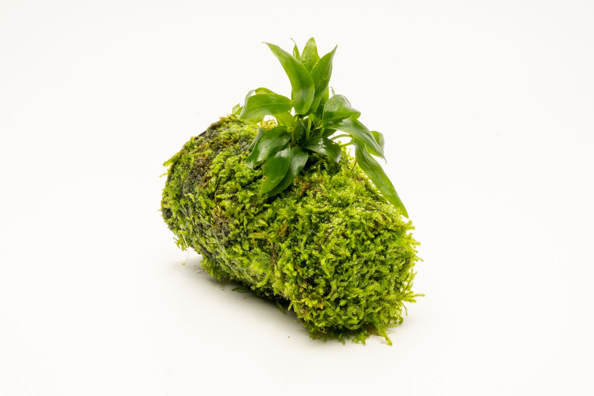 Anubias Minima Moss Tower for Aquarium - Live Aquatic Plant Decor for Fish Tank, Terrarium & Paludarium - Perfect for Shrimp, Betta & Nano Tanks