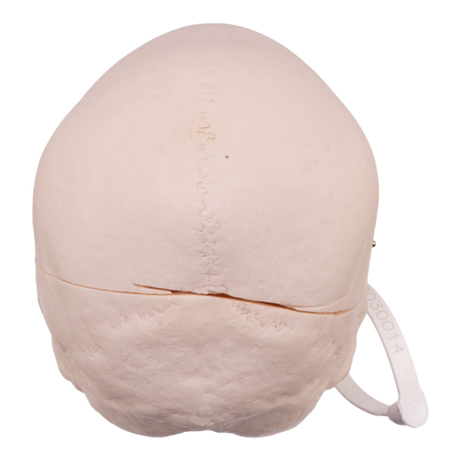 Premium Anatomical Human Skull Model - Accurate Medical & Educational Tool for Students, Doctors & Researchers | Perfect for Classroom, Lab & Study Use