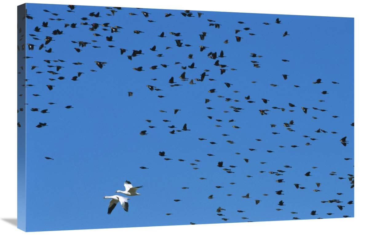 24 x 36 Inch Red-Winged Blackbird & Yellow-Headed Blackbird Mixed Flock with Snow Goose Art Print by Konrad Wothe - Premium Wildlife Wall Decor for Living Room, Office & Nature Lovers