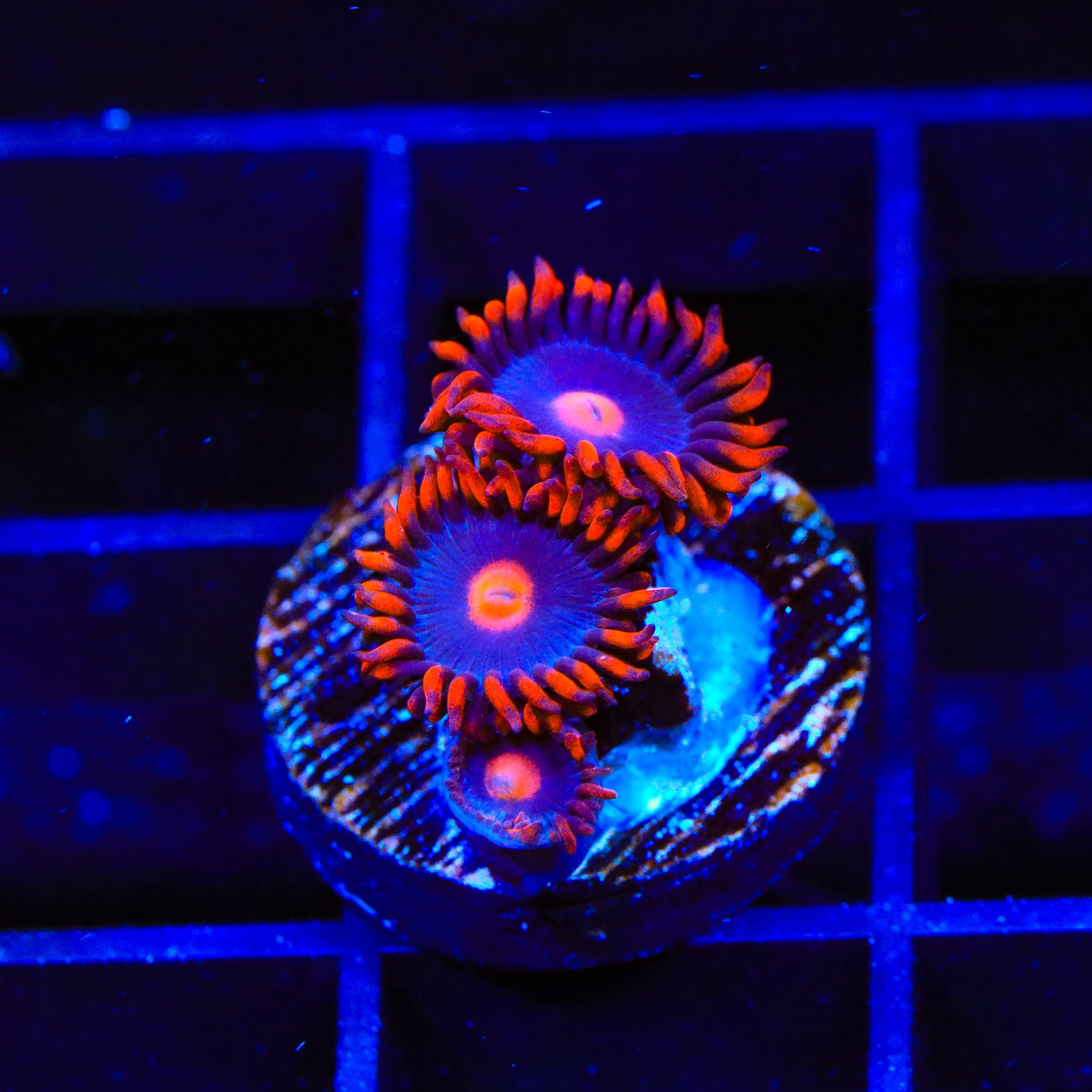 Premium Clementine Zoanthids Coral for Saltwater Aquariums - Vibrant Orange Coral for Reef Tanks & Marine Displays