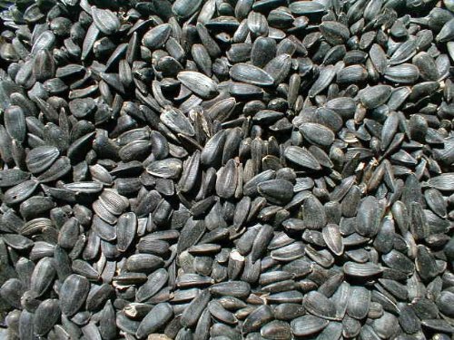 Premium Black Oil Sunflower Seeds - Whole, Non-GMO, 25 lb Bulk Bag for Bird Feeding, Wildlife Attraction & Backyard Gardening