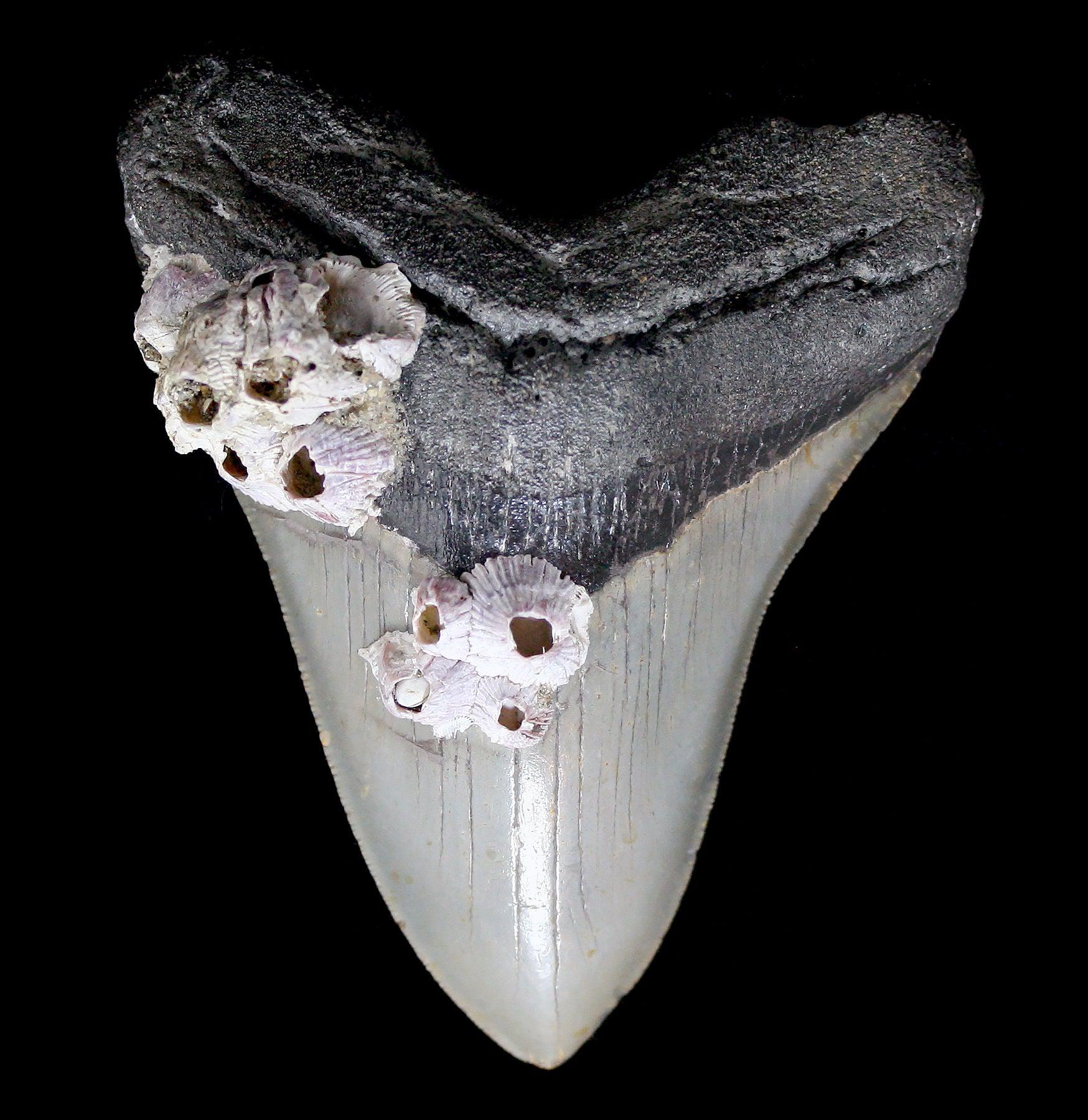 Authentic Megalodon Shark Tooth Fossil with Barnacles - Rare Collectible Specimen for Paleontology Enthusiasts & Home Decor Display
