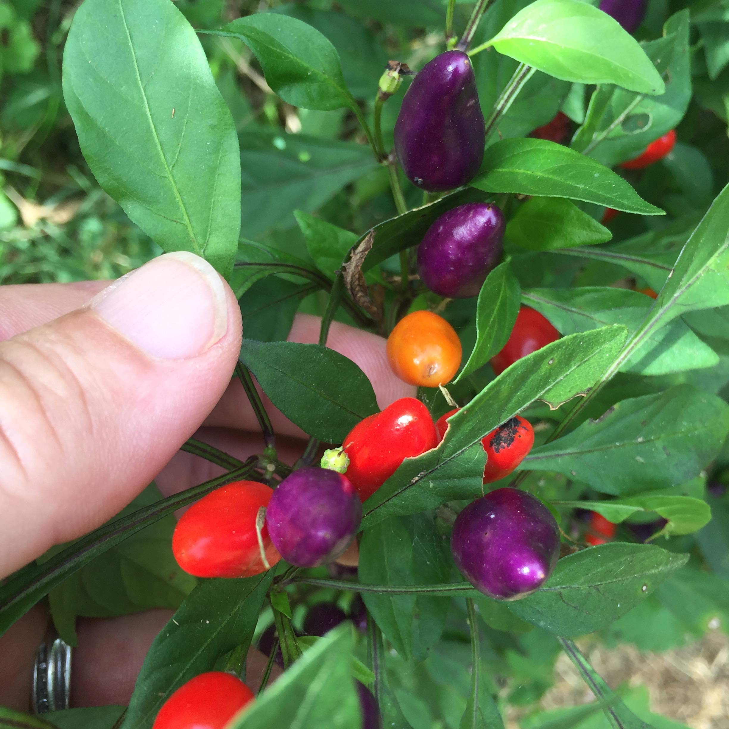 Bolivian Rainbow Chili Pepper Seeds (Capsicum Annuum) - Non-GMO, Organic, Heirloom - Pack of 25 Seeds by RobsRareAndGiantSeeds - Perfect for Home Gardening, Spicy Cooking & Decorative Plants