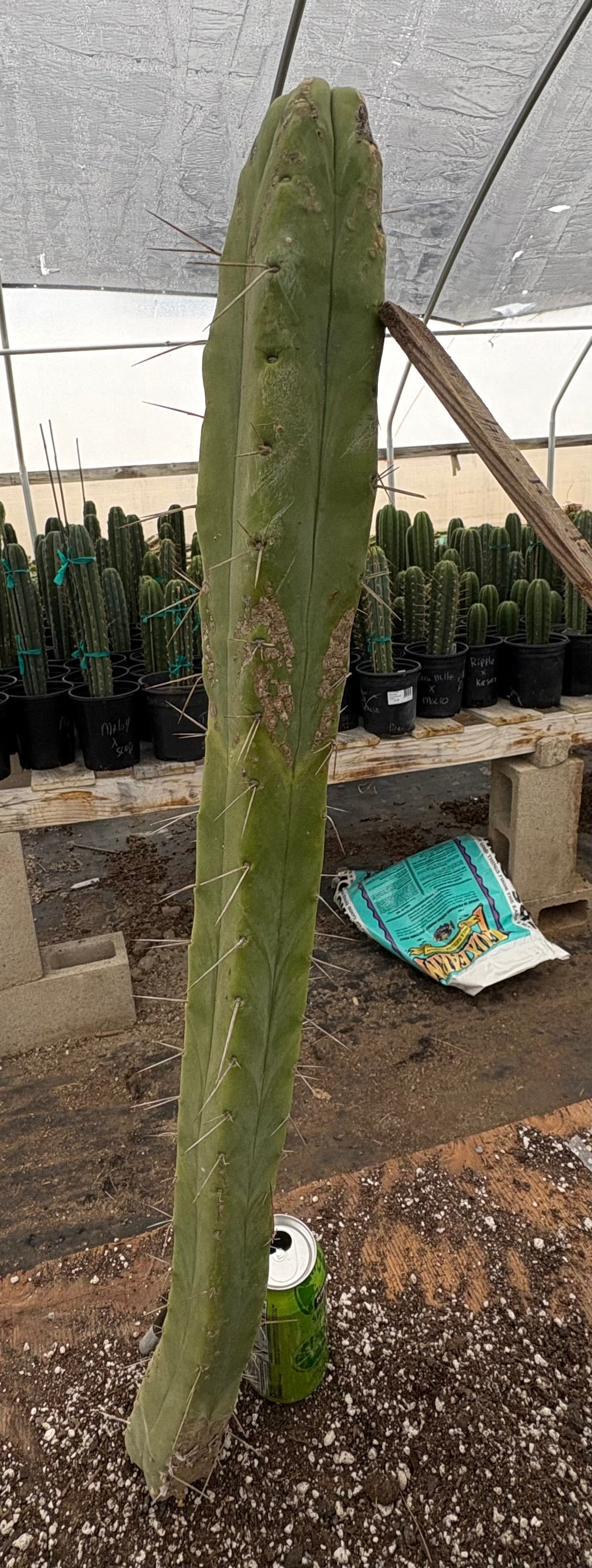 EC147 EXACT Trichocereus Bridgesii Jiimz Twin Spinez Cactus - 30.5 Inch Cutting for Home Decor, Garden Landscaping, and Cactus Collection