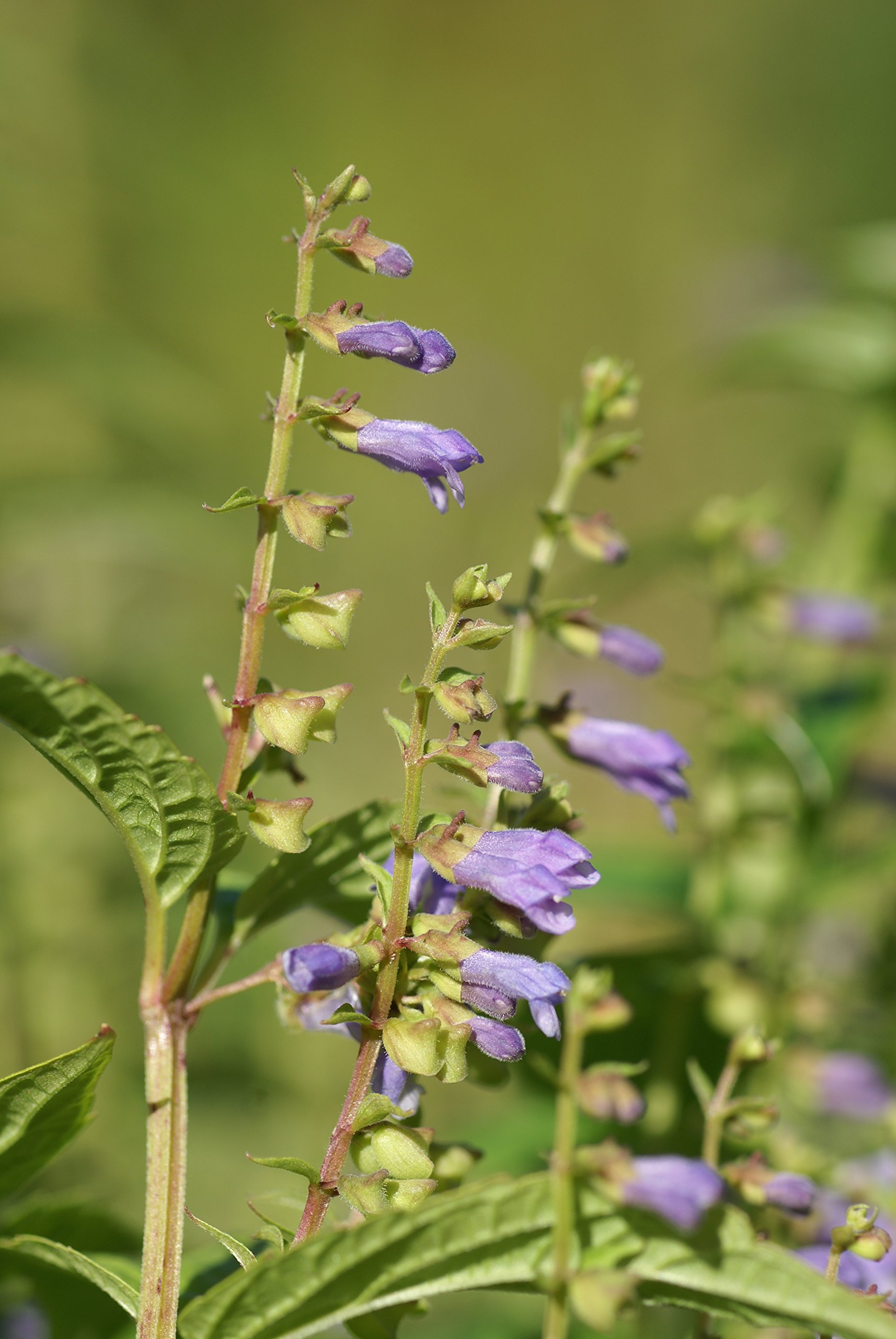 Organic Blue Skullcap Seeds for Planting - 450 Heirloom Non-GMO Herb & Flower Seeds - USA Grown Gardening Supplies for Herb Gardens, Outdoor Planting & Natural Remedies