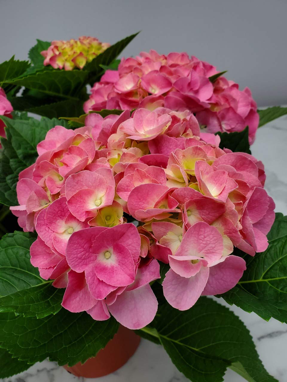 Pink Merritt Supreme Hydrangea Live Plant - 20-24 Inch Tall Tropical Florida Hydrangea for Garden, Landscaping & Home Decor