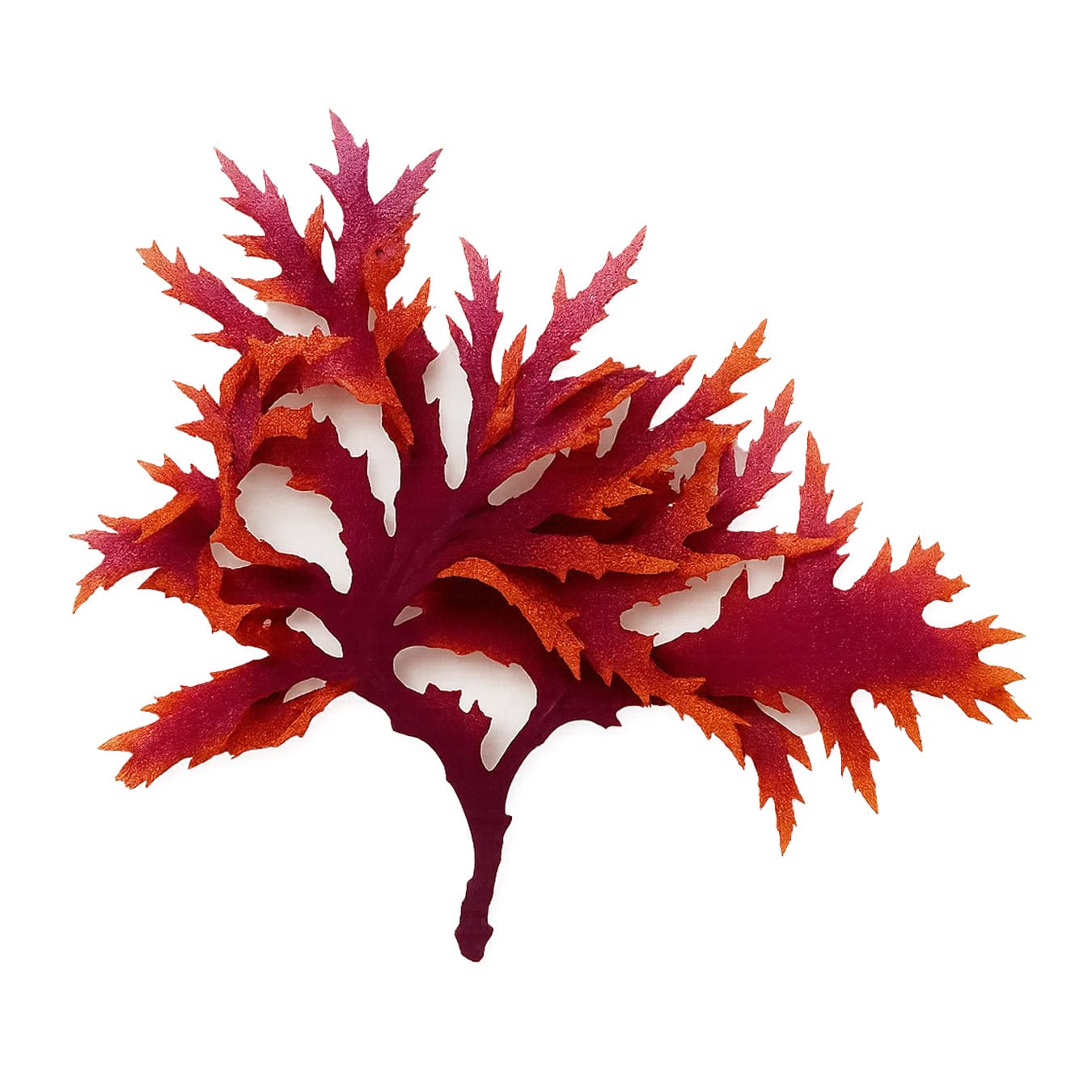 Premium Dragon's Breath Macroalgae - Vibrant Red Saltwater Aquarium Plant for Reef Tanks | Perfect for Coral Displays, Aquascaping & Marine Habitat Enhancement