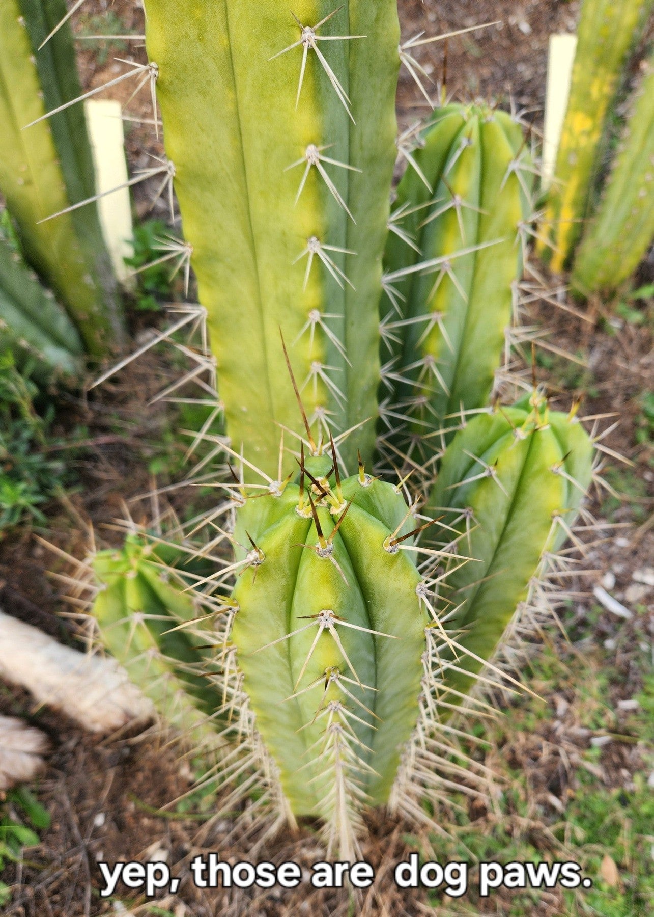 EC309 EXACT Trichocereus Lost Label Cactus Cutting 7-8 Inch - Rare Succulent Plant for Home Decor, Garden Landscaping & Cactus Collectors