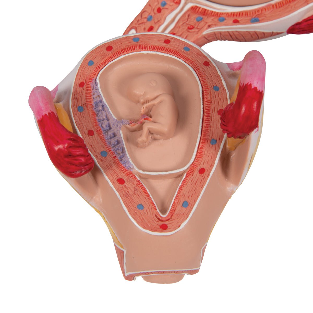 2-Month Human Embryo Model - High-Quality Educational & Medical Training Tool for Students, Doctors, and Researchers | Perfect for Anatomy Study, Classroom Demonstrations & Medical Research