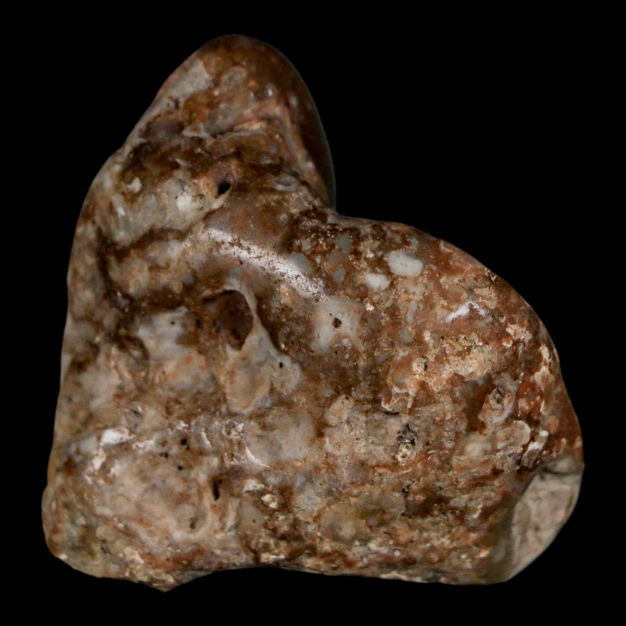 2 Authentic Sauropod Dinosaur Gastrolith Stomach Stones - Fossilized Gizzard Rocks with COA - Perfect for Paleontology Collections & Educational Displays
