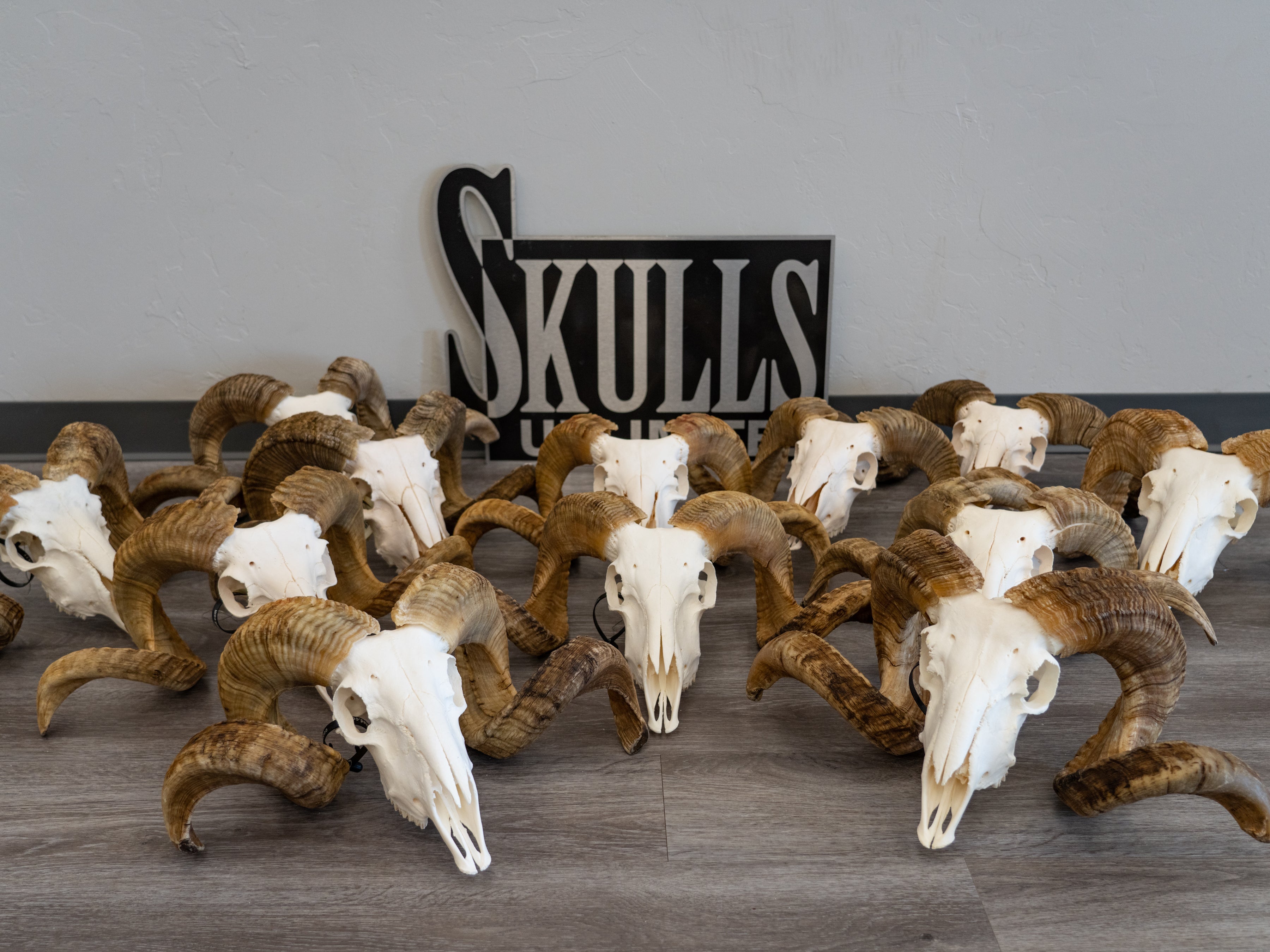 Authentic Merino Ram Skull - Premium Quality Taxidermy for Home Decor, Hunting Trophies & Gothic Interior Design