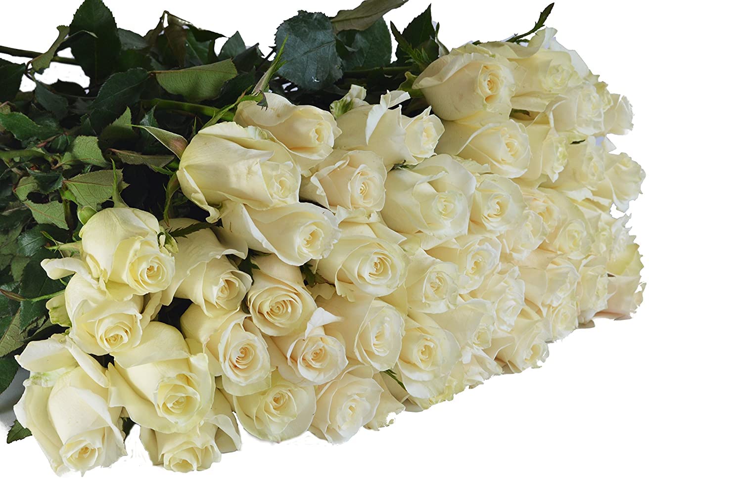 Kabloom Premium 100 White Roses Long Stem (60cm/24in) - Fresh Wedding Flowers for Bouquets, Centerpieces, Anniversaries, Birthdays, Mother's Day - Fast Overnight Delivery - Wholesale Bulk Flowers for Events & Special Occasions