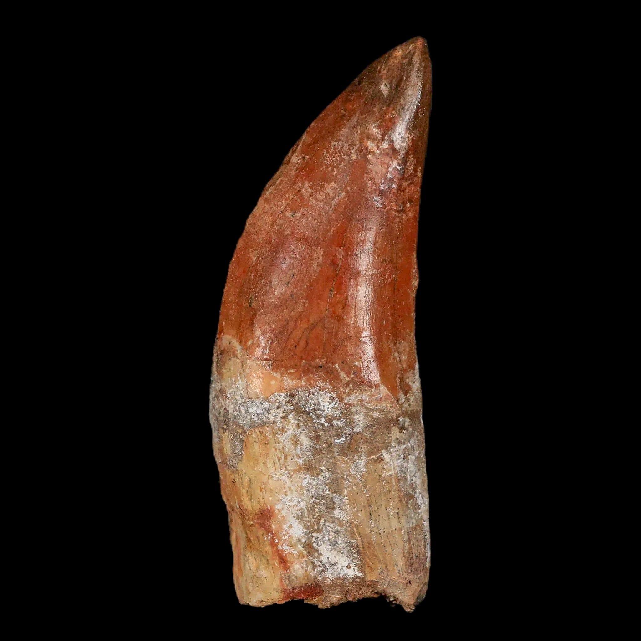 Authentic Carcharodontosaurus Fossil Tooth - Cretaceous Theropod Dinosaur Specimen with COA - Perfect for Paleontology Collections, Educational Displays & Dinosaur Enthusiasts
