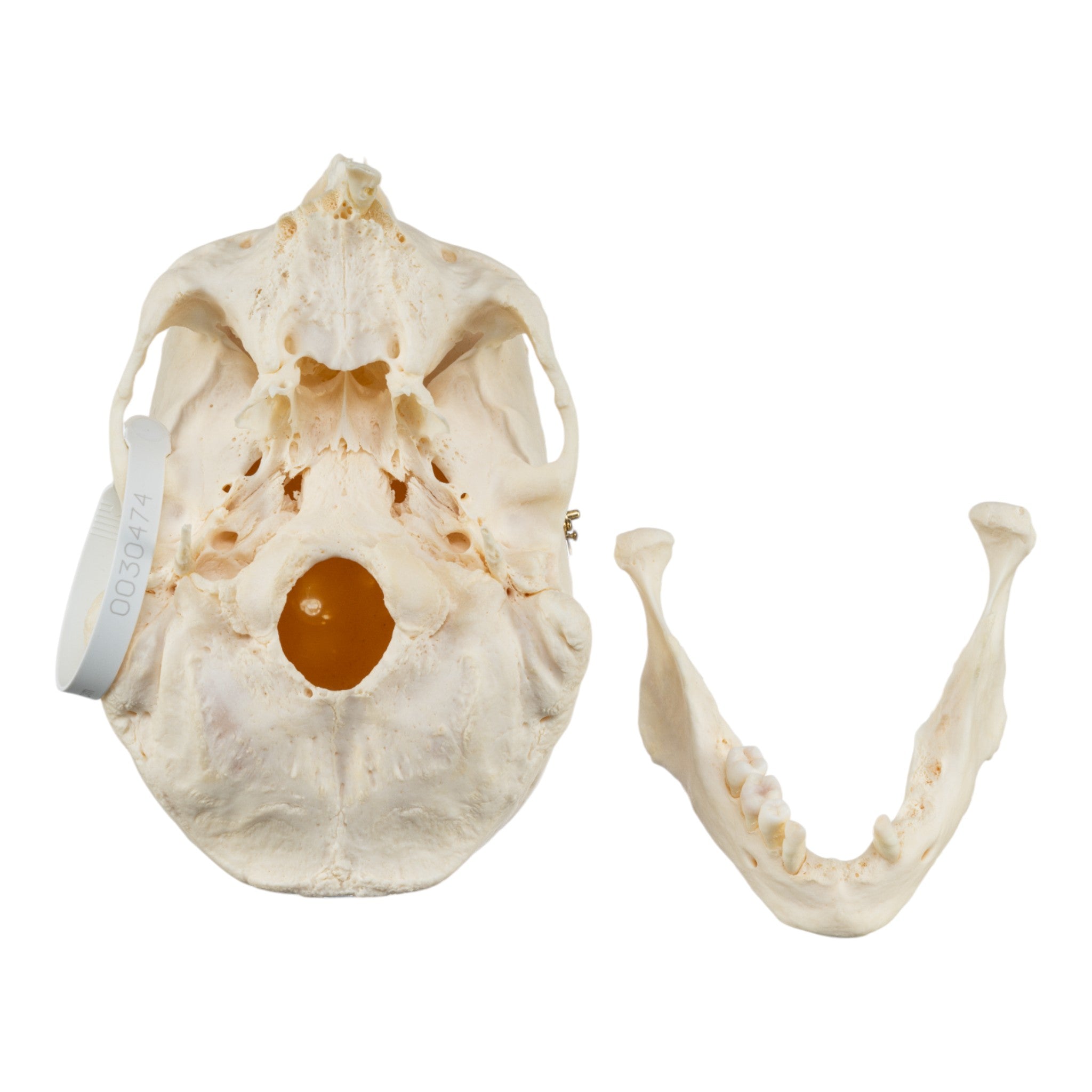 Premium Disarticulated Human Skeleton Model for Medical Education - Anatomically Accurate Teaching Tool for Classrooms, Labs & Medical Studies
