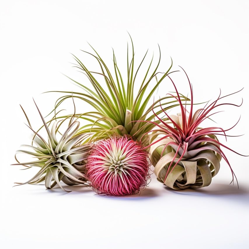 Live Air Plants Variety Pack - Tillandsia Assortment (Pack of 8) | 1-5 inch Easy Care Indoor Plants | Perfect for Terrariums, Home Decor & Office Spaces | CA Grown