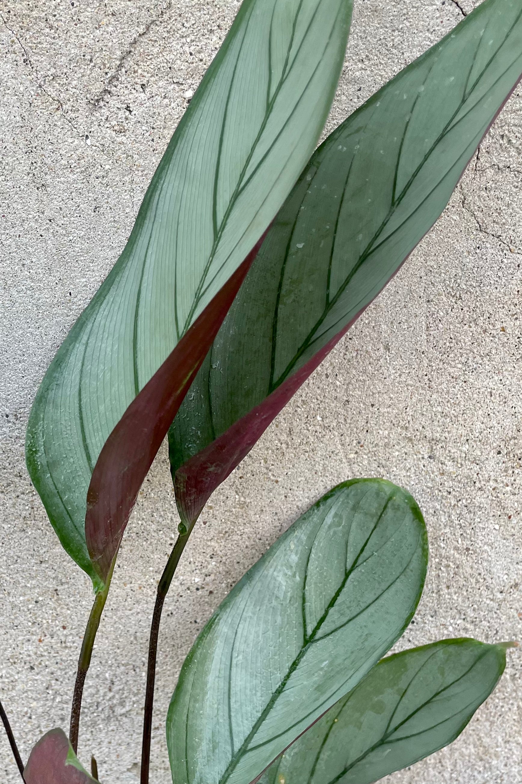 Ctenanthe setosa 'Silver Star' - 6 Inch Live Indoor Plant, Prayer Plant with Silver Striped Leaves - Perfect for Home Decor, Office Spaces, and Low Light Areas