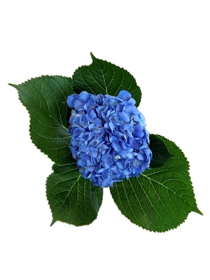 shocking blue