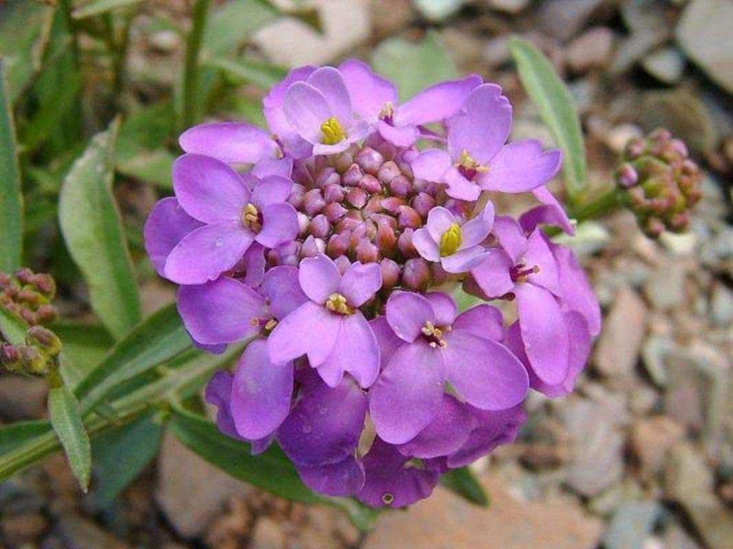 100 Fresh Cut Flower Seeds - Beautiful & Showy Blooms for Bouquets, Gardens & Home Decor
