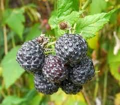 Elwyn 30 Thimbleberry Fruit Seeds - Black Raspberry Seeds for Planting | Grow Your Own Berry Garden | Perfect for Home Gardens, Landscaping & Fresh Berry Recipes