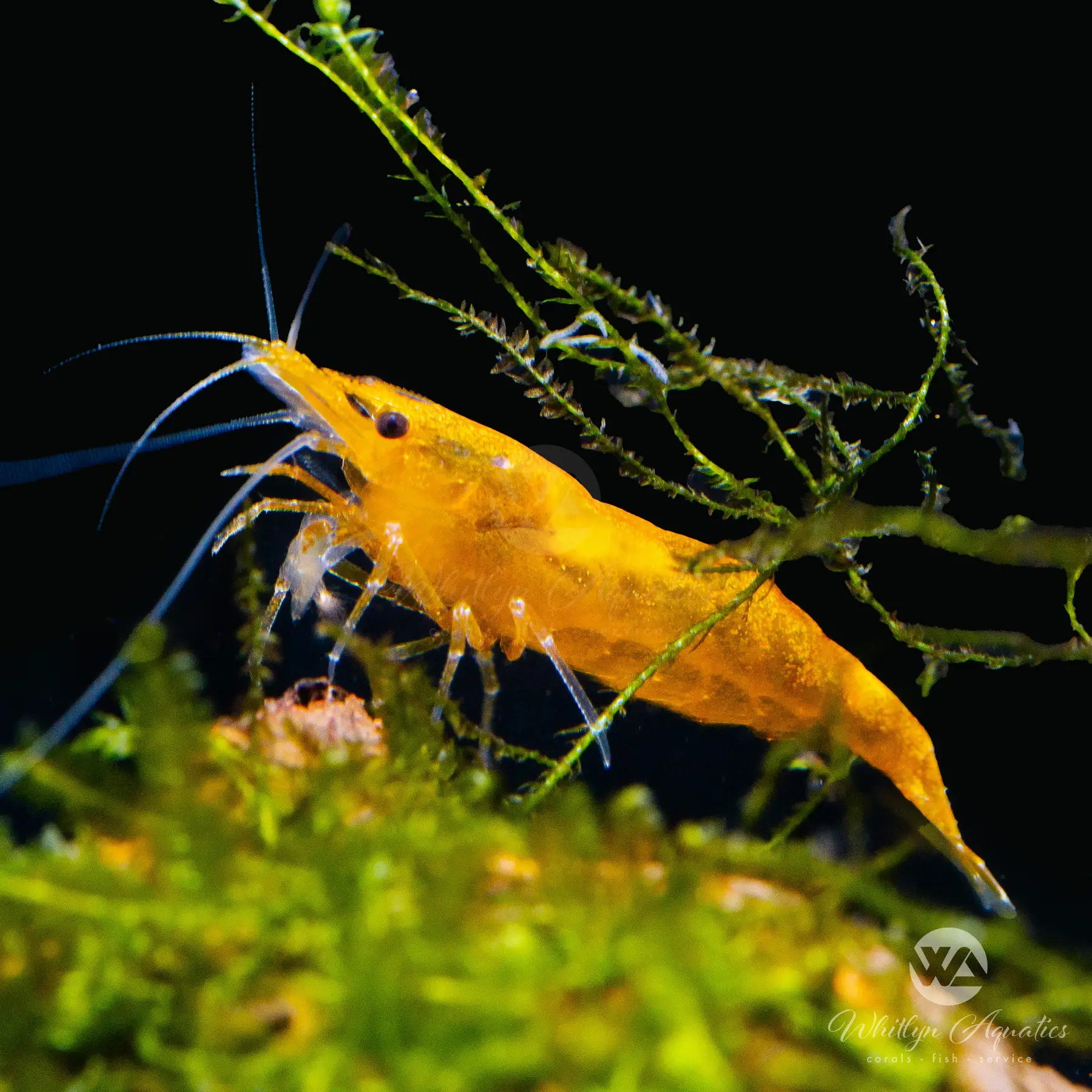 Premium Sunkist Orange Shrimp (Neocaridina davidi) - Live Freshwater Aquarium Shrimp for Fish Tanks, Nano Tanks & Aquatic Ecosystems