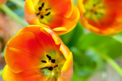 Orange Tulips Floral Photograph Print - Set of Two 14x11 Poster Prints for Home & Office Decor | Beautiful Blooming Tulips Wall Art