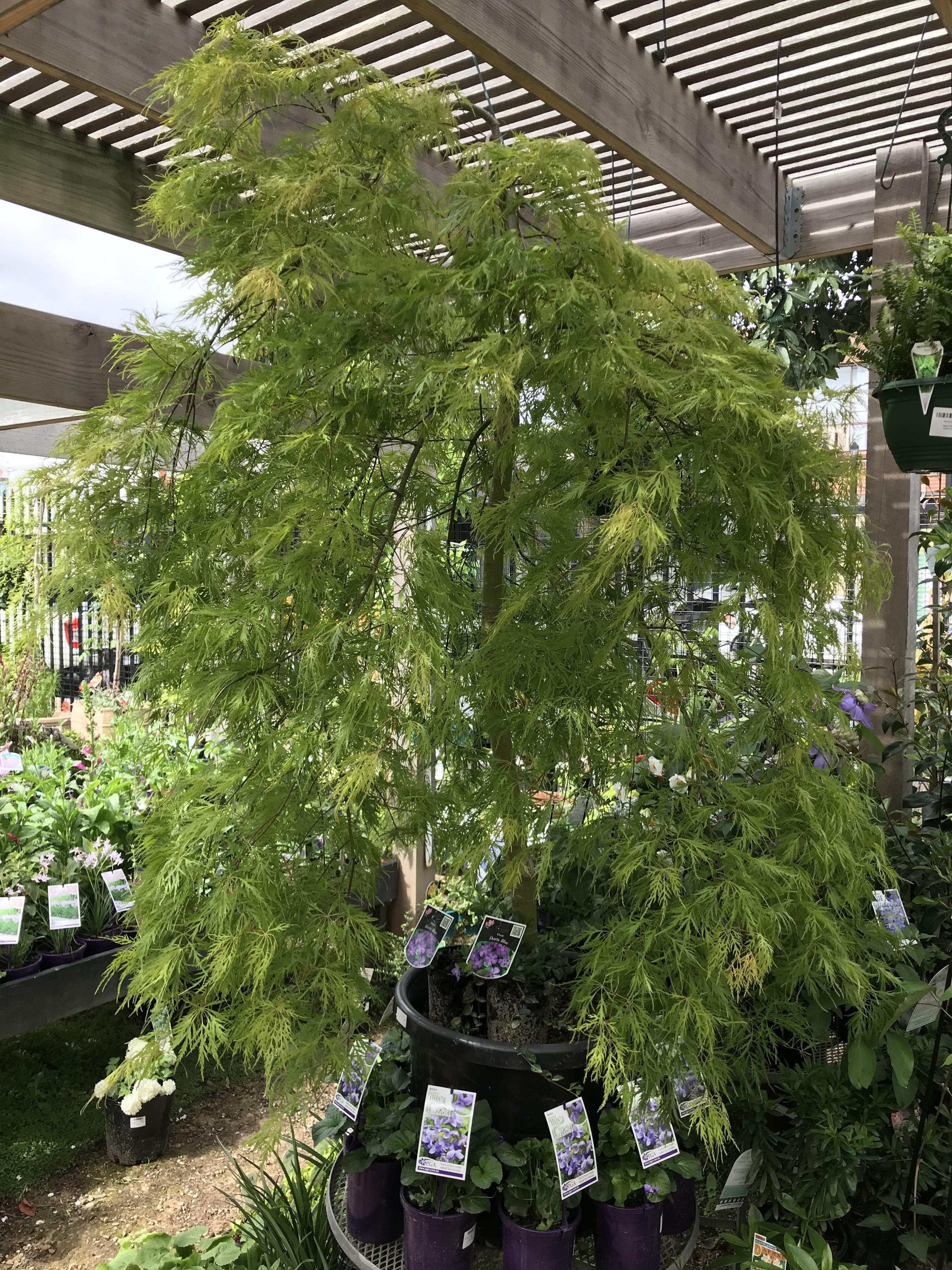 Acer palmatum dissectum 'Ellen' Japanese Maple Tree - Laceleaf Maple for Landscaping, Garden Decoration & Outdoor Planting