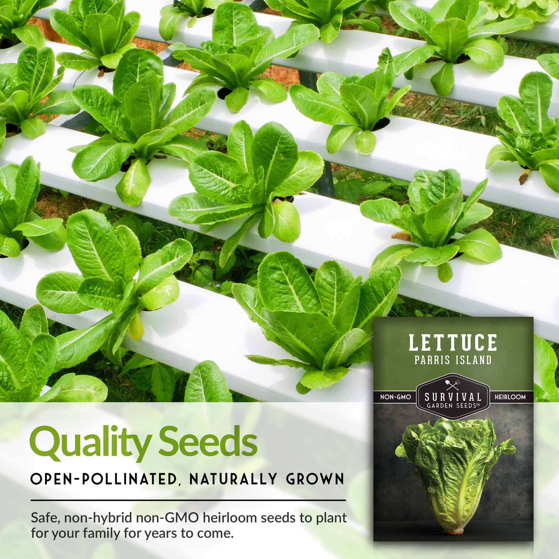Organic Parris Island Cos Lettuce Seeds - Non-GMO, Heirloom Variety for Home Gardening | Perfect for Salads, Sandwiches, and Fresh Eating