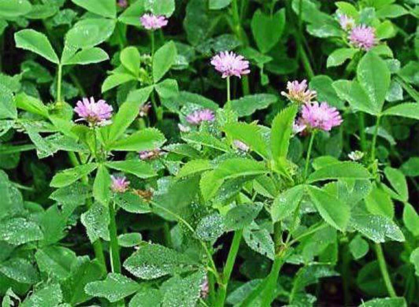 Premium Persian Clover Seeds for Pasture & Forage - 25 lb Bulk Bag by Hancock Seed Co. | Ideal for Livestock Grazing, Soil Improvement & Cover Cropping