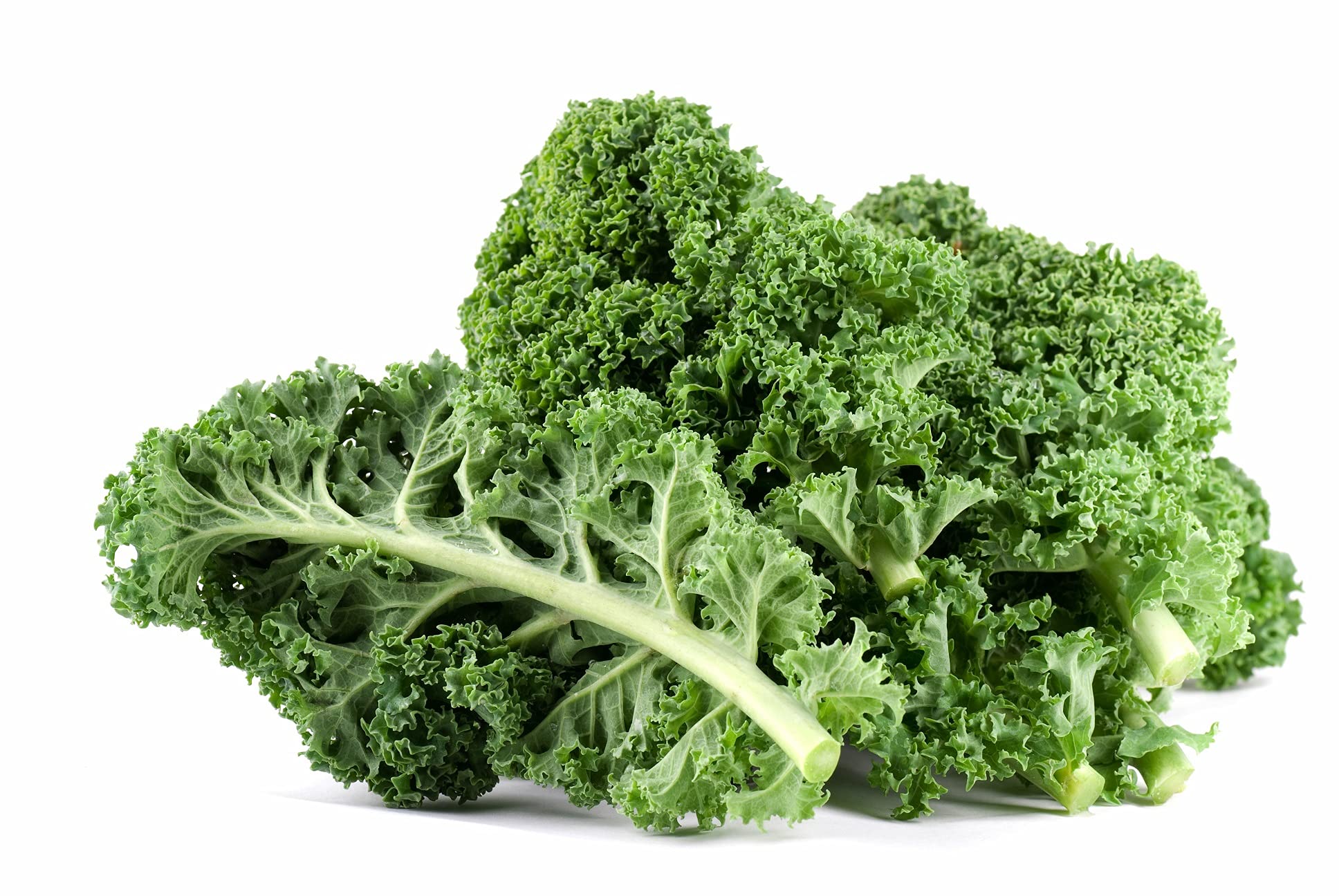 Non-GMO Scotch Blue Curled Kale Seeds - 50 Count | Highly Nutritious Heirloom Garden Vegetable for Salads, Smoothies & Home Gardening