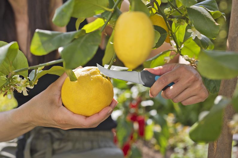 Gardena VeggieCut - Premium Vegetable Cutter for Fresh Salads & Healthy Cooking | Perfect for Meal Prep, Kitchen & Outdoor BBQ