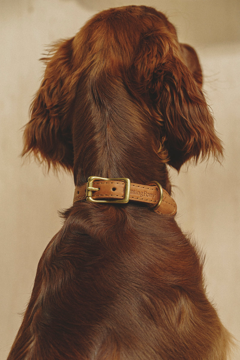Premium Makarony Dark Rope Dog Leash and Ginger Collar Set - Durable Walking Kit for Small to Medium Dogs | Perfect for Daily Walks, Training, and Outdoor Adventures