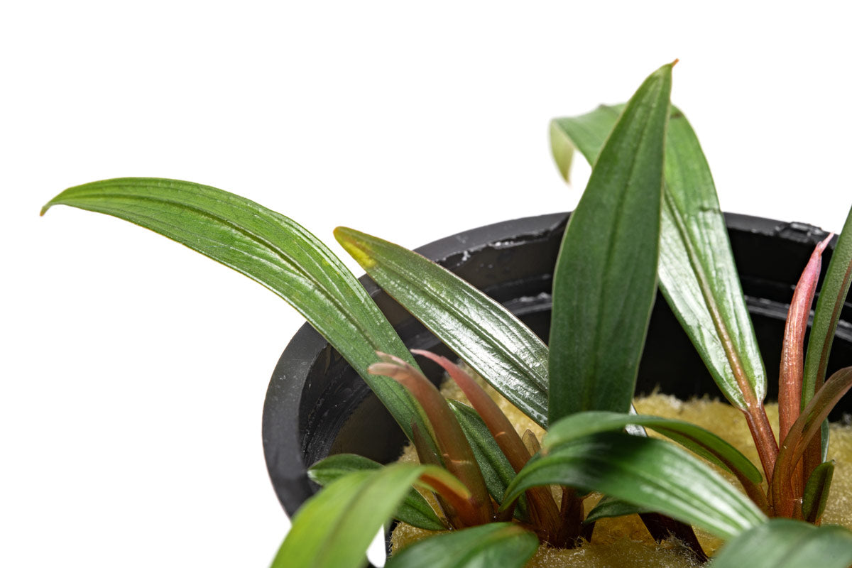 Bucephalandra Goliath Aquatic Plant - Live Aquarium Plants for Fish Tank Decoration | Perfect for Freshwater Aquascaping & Shrimp Tanks