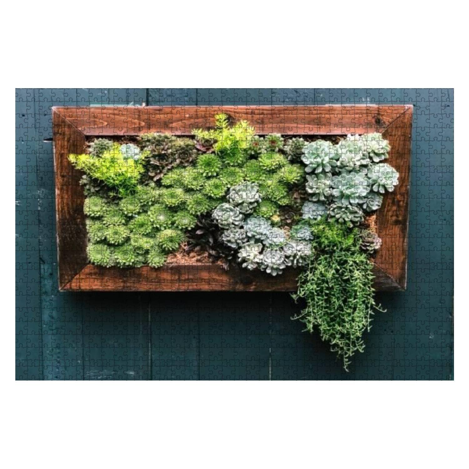 1000 Piece Jigsaw Puzzle for Adults & Kids - Succulent Plant Wall Art, Large Interlocking Pieces, Educational Brain Game for Family Fun | Perfect for Home Decor, Classroom Activities & Stress Relief