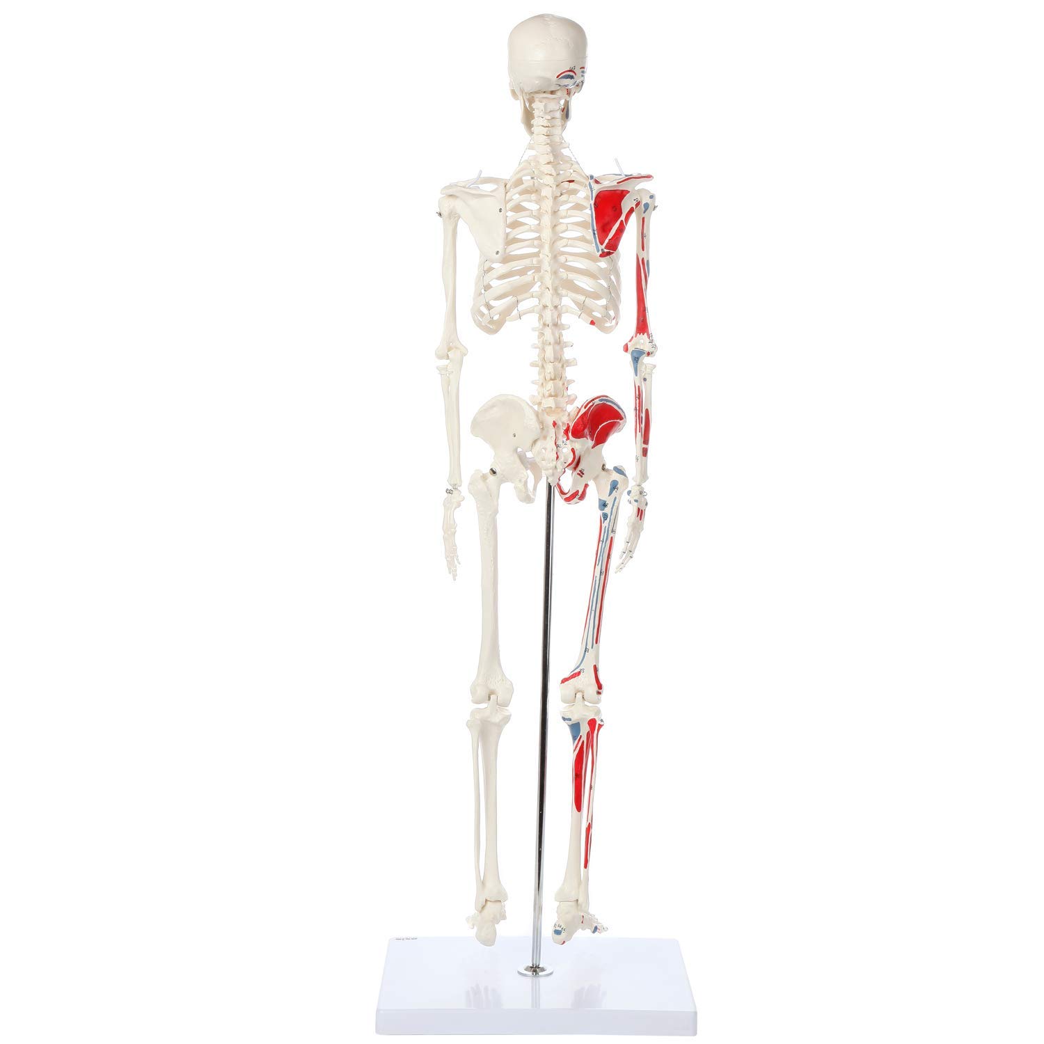 1/2 Life Size Muscular Skeleton Model - 85cm Anatomical Muscle Figure with Numbered Details | Perfect for Medical Education, Classroom Demonstrations & Science Labs