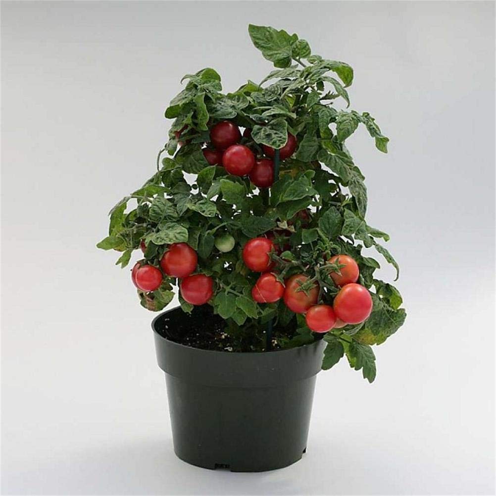 50 Red Robin Dwarf Bush Heirloom Cherry Tomato Seeds - Non-GMO, Organic, High Yield - Perfect for Container Gardening, Balconies & Small Spaces