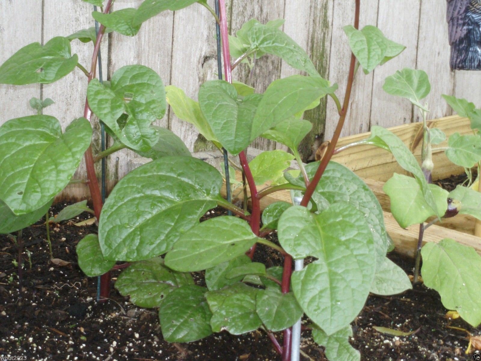 100 Red Malabar Spinach Seeds - Fast Growing Vine, Guyanese Thick Leaf Callaloo - Perfect for Home Gardens, Vertical Planting & Organic Cooking