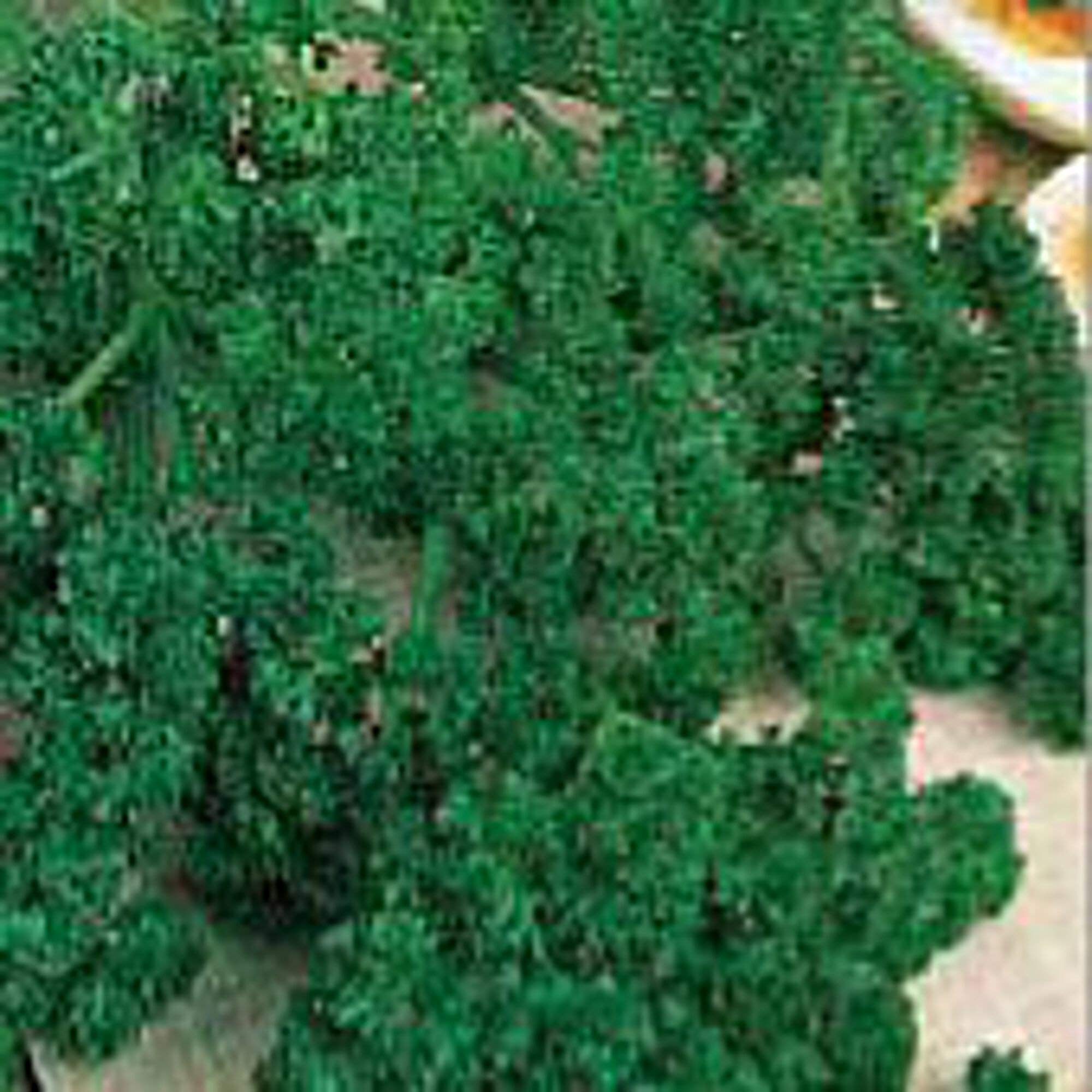 Organic Moss Curled Parsley Seeds - Non-GMO Heirloom Herb (50 Seeds Packet) for Cooking, Garnishing & Home Gardening - Seed King Express Premium Quality
