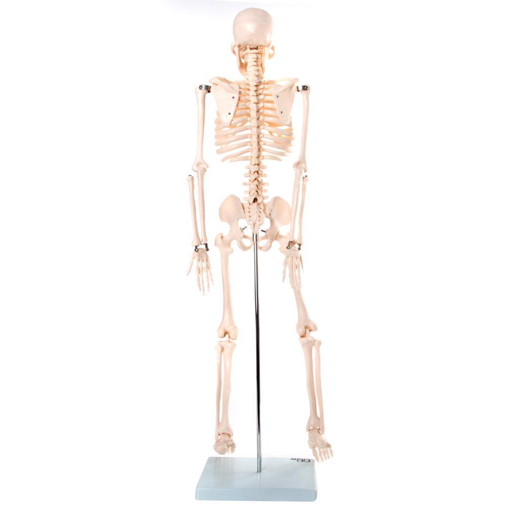 66fit Medium Anatomical Skeleton Model - 85cm Human Body Skeleton for Medical Study, Science Classroom & Halloween Decor | Perfect for Students, Teachers & Doctors