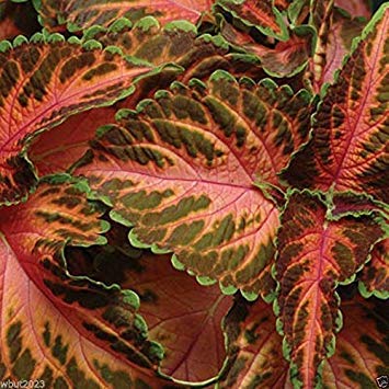 Coleus Wizard Coral Sunrise Seeds - 500 Count, Easy to Grow, Shade-Loving, Vibrant Foliage Plant for Gardens & Containers | Perfect for Landscaping, Borders, and Indoor Decor