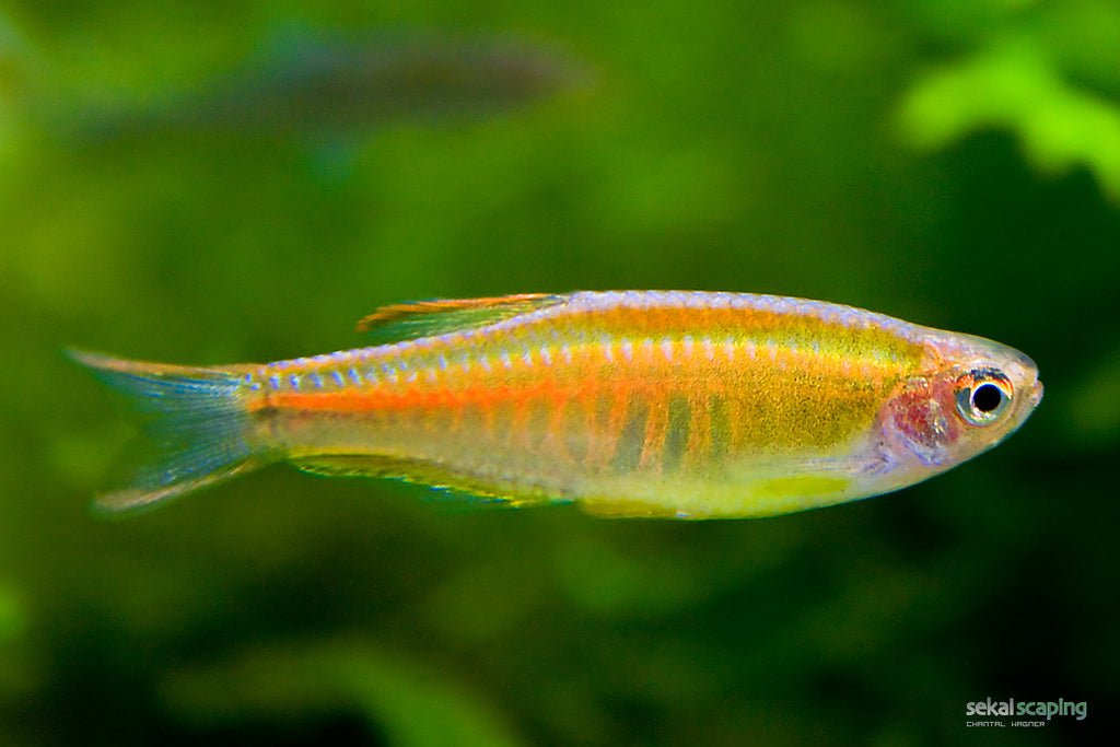 Glowlight Danio Fish - Live Tropical Freshwater Aquarium Fish for Home & Office Tanks - Perfect for Community Aquariums, Planted Tanks & Beginner Fish Keepers
