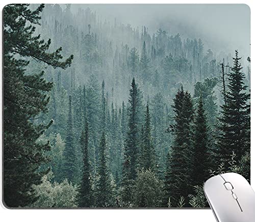 24 Forest