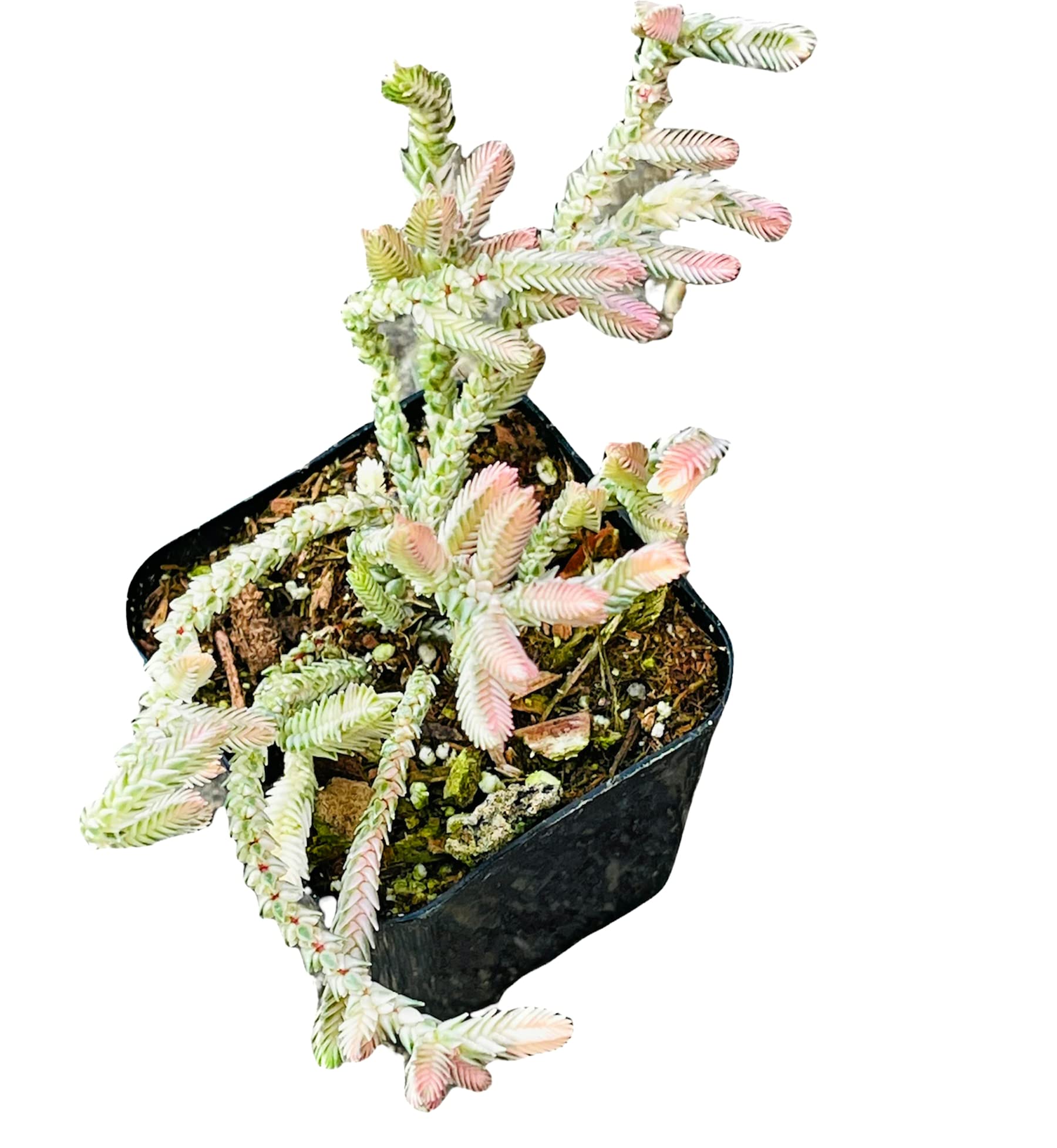 Variegated Watch Chain Succulent Plant (Crassula Muscosa) - 2 Inch Pot Live Cactus from USKC | Perfect for Home Decor, Office Desk & Indoor Gardening