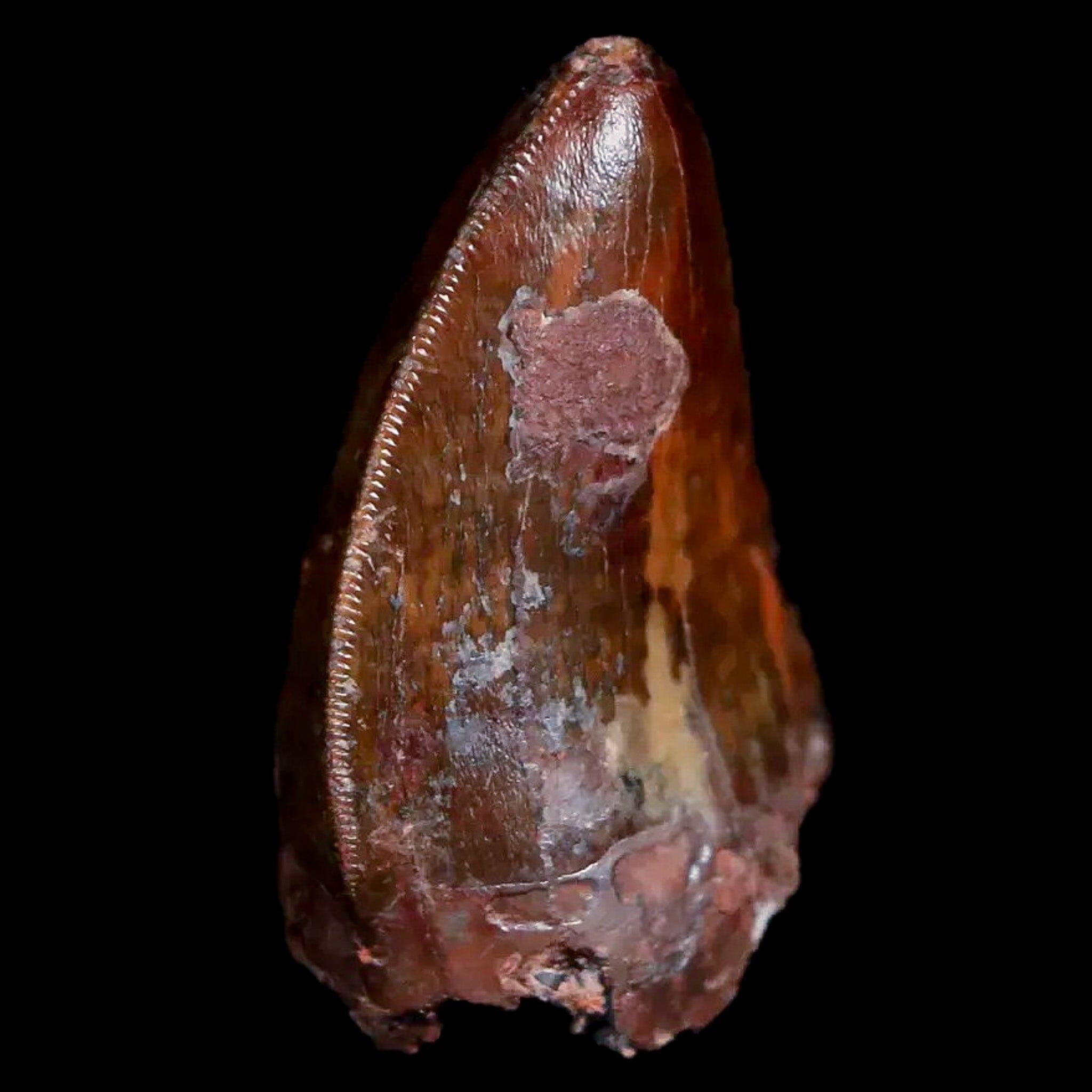 Authentic XL Phytosaur Fossil Tooth from Triassic Age - Archosaur Reptile Specimen from Redonda Formation, New Mexico with COA | Rare Paleontology Collectible for Museum Display, Educational Study & Dinosaur Enthusiast Gift