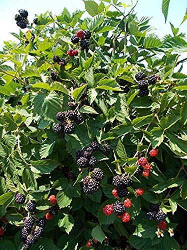 Rubus Triple Crown Blackberry Plants - 8 Starter Plants for Home Garden, Fresh Fruit Harvest | Perfect for Backyard Planting, Berry Patches & DIY Landscaping