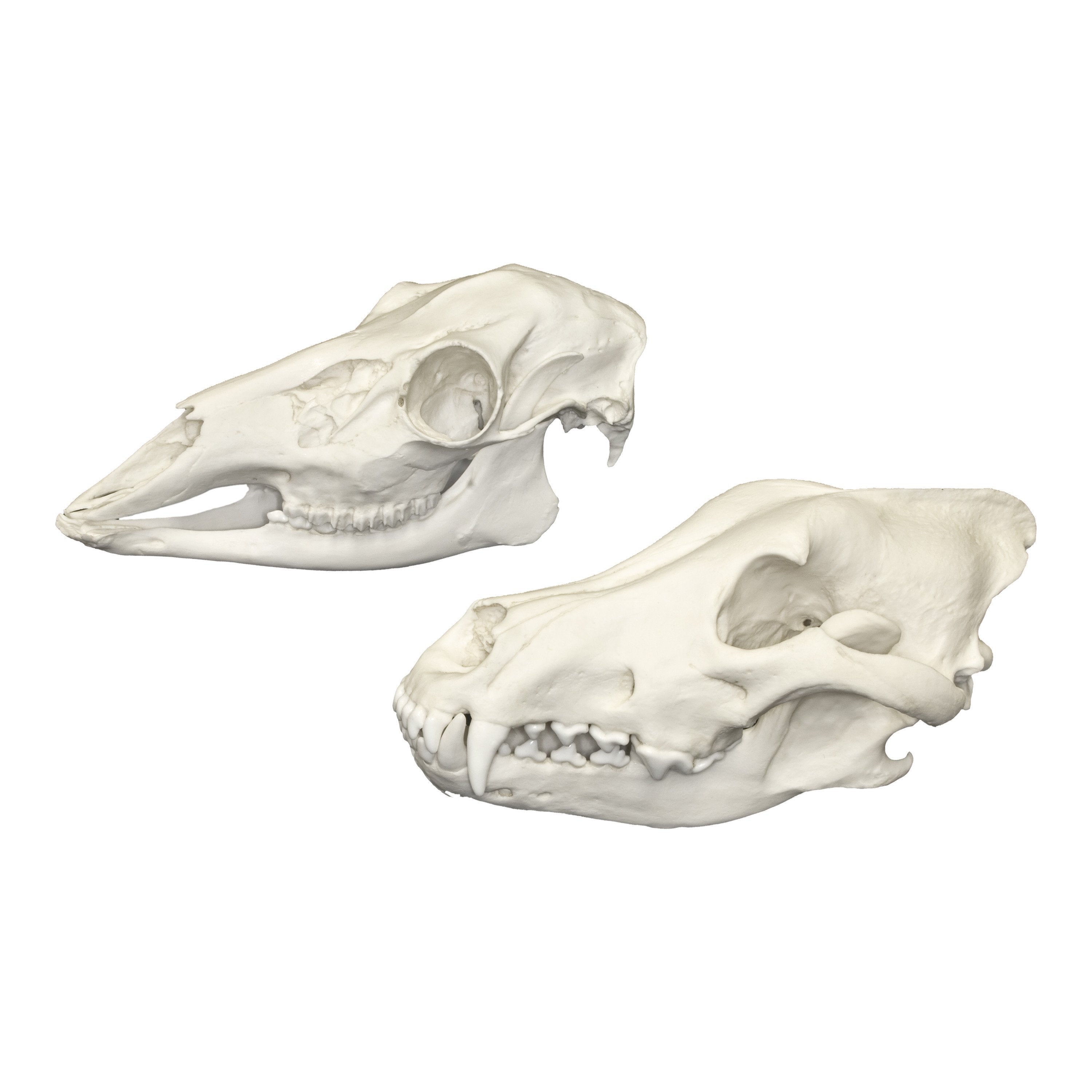 Premium Replica Comparative Skull Kit - Deluxe Predator & Prey Animal Skulls for Science Education & Home Decor | Perfect for Biology Classrooms, Museum Displays & Gothic Home Decor