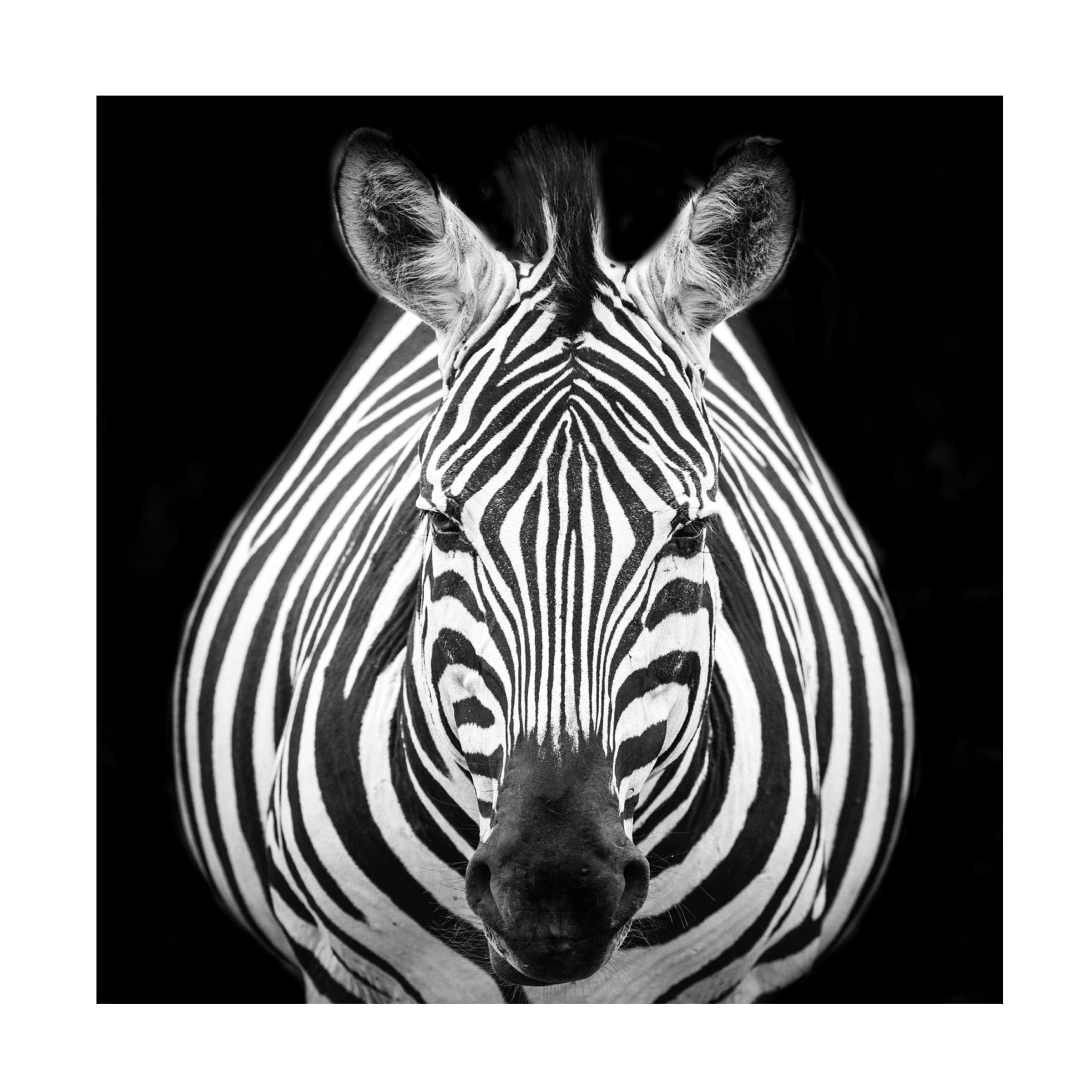 Trademark Fine Art 'Zebra M' by Els Keurlinckx - Stunning Canvas Wall Art for Modern Home & Office Decor | Perfect for Living Room, Bedroom or Contemporary Spaces