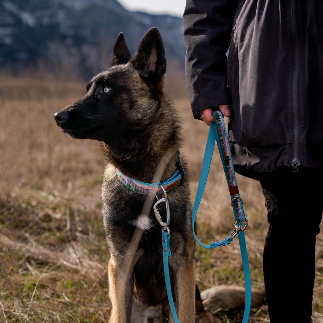 Premium Teton Sunrise Dog Collar - Durable Nylon Pet Collar with Adjustable Buckle, Reflective Strip for Safety - Perfect for Hiking, Walking & Outdoor Adventures