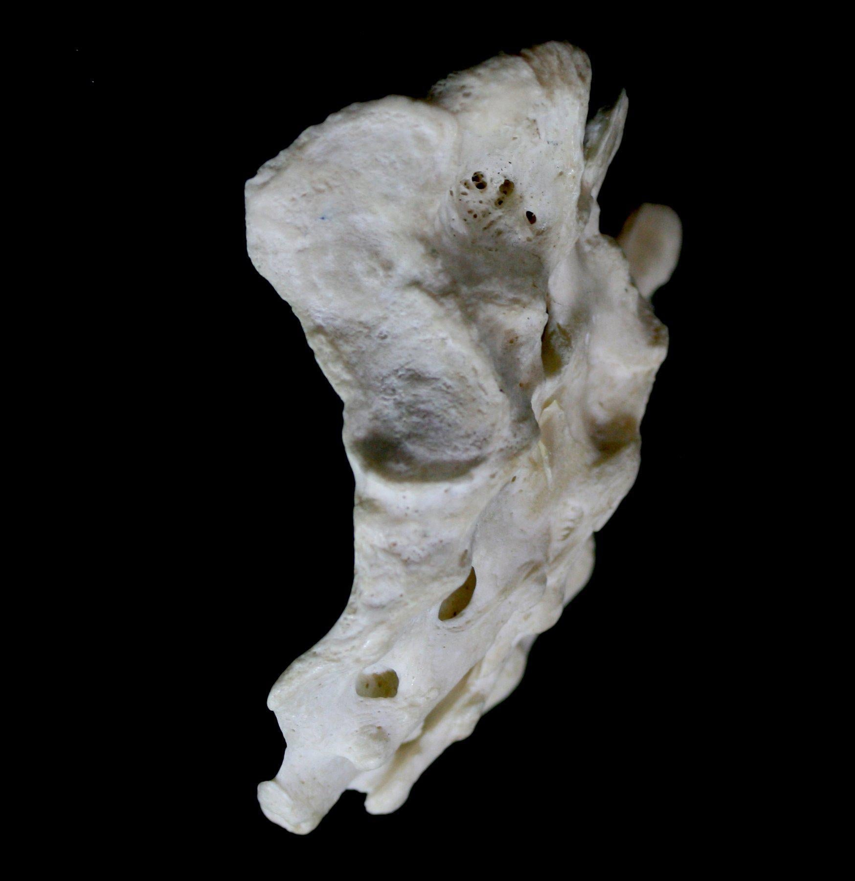 Human Child Sacrum - Anatomical Model for Medical Education & Study - Perfect for Students, Teachers & Healthcare Professionals