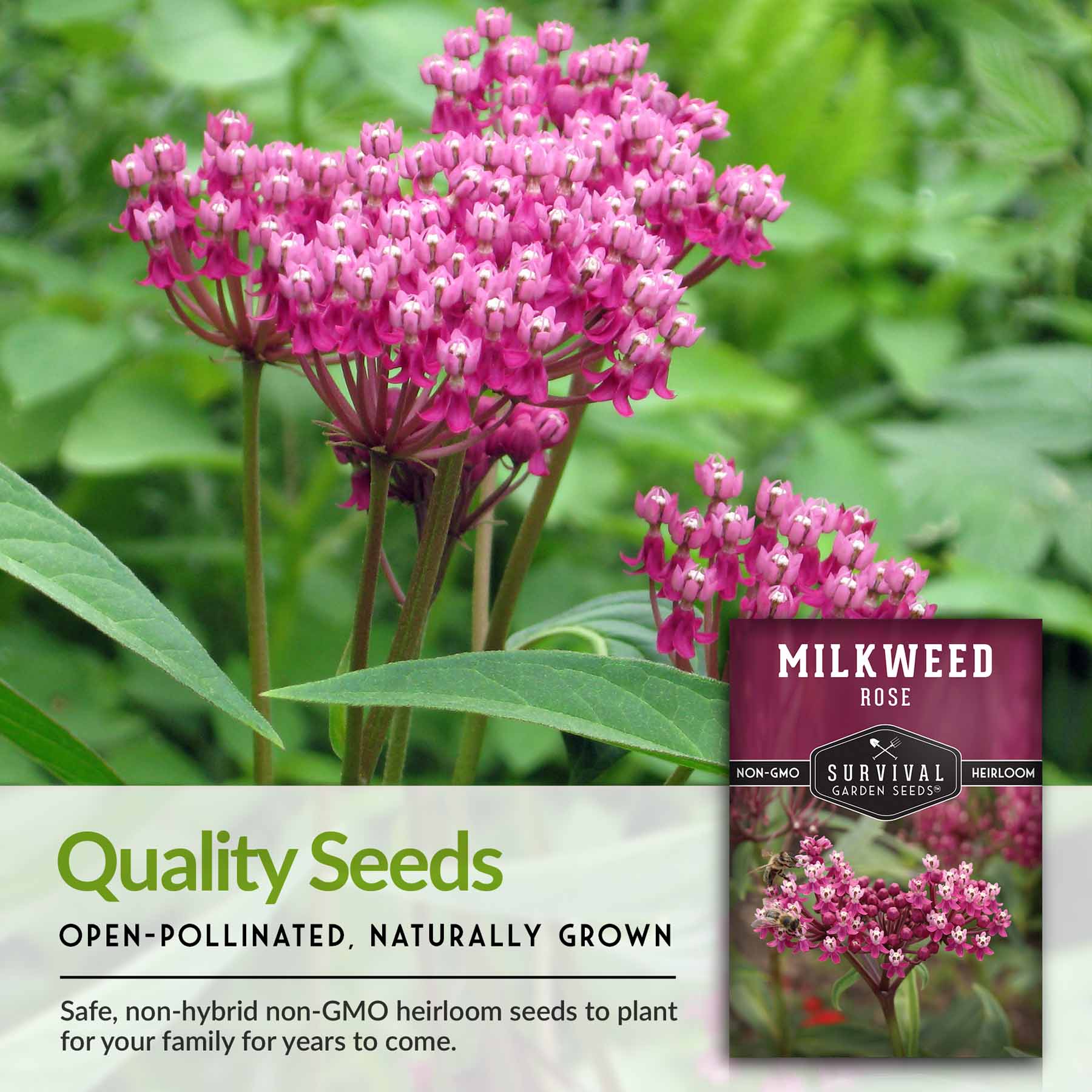 **Buy Rose Milkweed Seeds Online - Asclepias Incarnata for Butterfly Gardens & Pollinator-Friendly Landscaping**